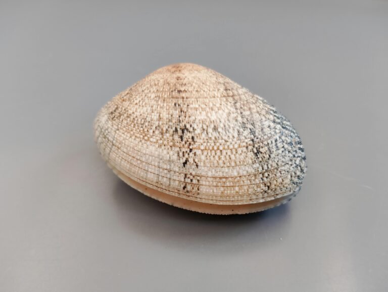 Collectibles Greenlight Taxicab Review